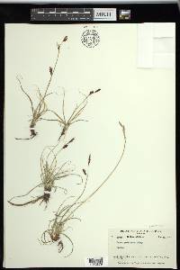 Carex petricosa image