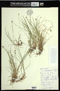 Carex peckii image