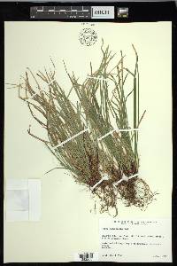 Carex pedunculata image