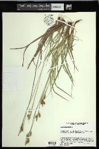 Carex pallescens image