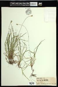 Carex peckii image