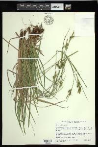 Carex pallescens image