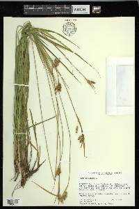 Carex pallescens image