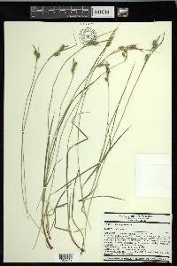 Carex pallescens image