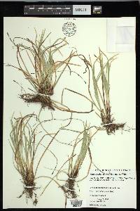 Carex pedunculata image