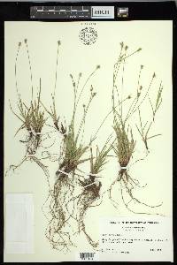 Carex peckii image