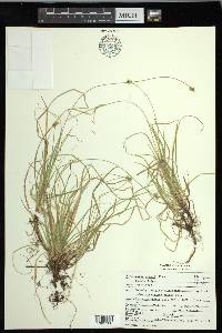 Carex peckii image