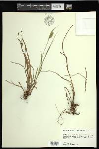 Carex pallescens image