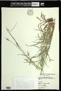 Carex pallescens image