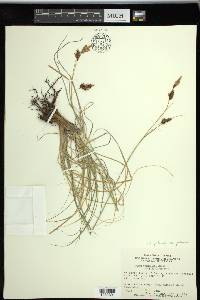 Carex petricosa image