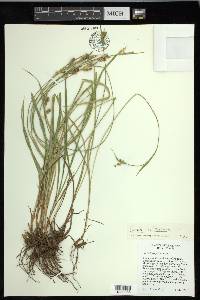 Carex pallescens image