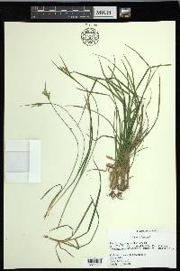 Carex pallescens image