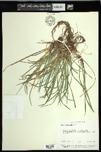 Carex pedunculata image