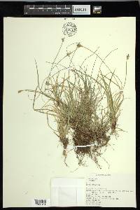 Carex peckii image