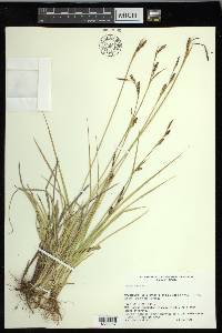 Carex panicea image