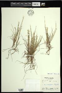 Carex pauciflora image