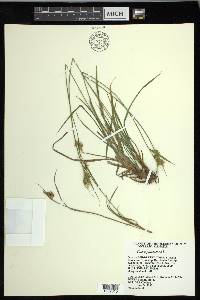 Carex pallescens image