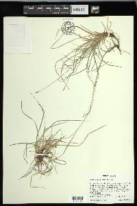 Carex peckii image