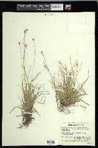 Carex peckii image