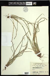 Carex pedunculata image