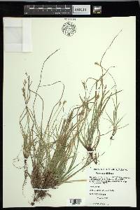 Carex peckii image