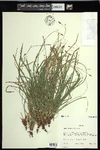 Carex pedunculata image