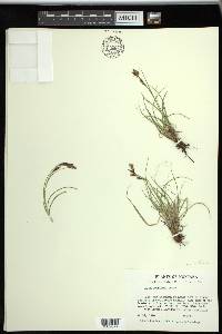 Carex petricosa image