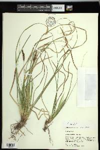 Carex picta image