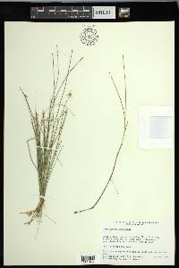 Carex pauciflora image