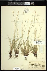 Carex peckii image