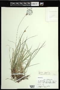 Carex peckii image