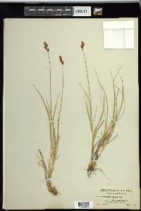 Carex phaeocephala image