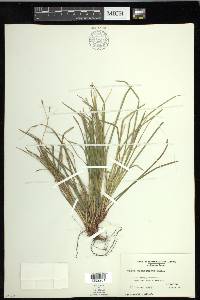 Carex pedunculata image