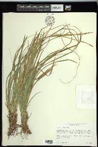 Carex picta image