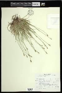 Carex peckii image