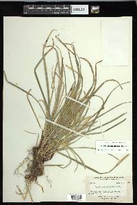 Carex pedunculata image