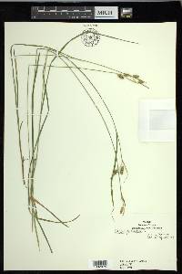 Carex pallescens image