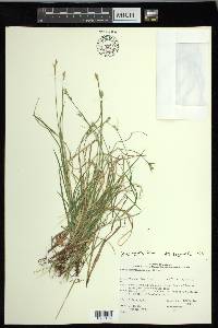 Carex peckii image