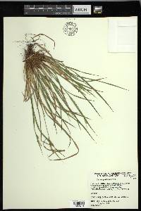 Carex pallescens image