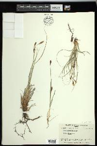 Carex petricosa var. petricosa image