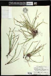 Carex pedunculata image