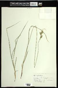 Carex pallescens image