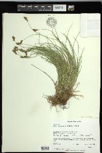 Carex phaeocephala image