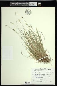 Carex peckii image