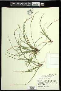 Carex pedunculata image