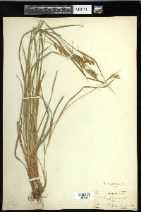 Carex pallescens image