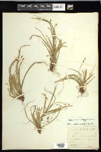Carex pedunculata image