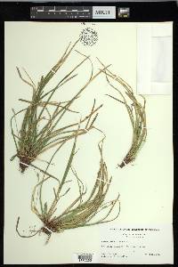 Carex pedunculata image