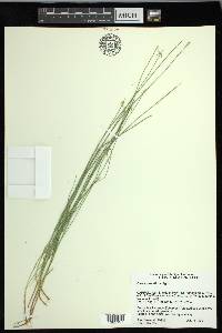 Carex pauciflora image