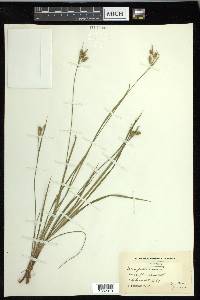 Carex pallescens image